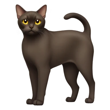 Burmese cat sticker