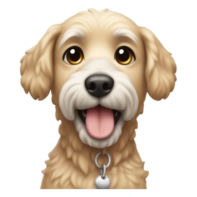 Perro caniche mirando mal sticker