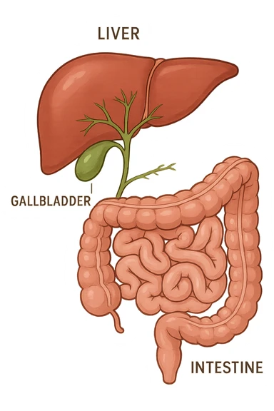 Connessione, fegato , intestino e cistifellea sticker
