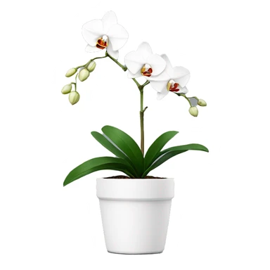 Minimal white single orchid in pot sticker