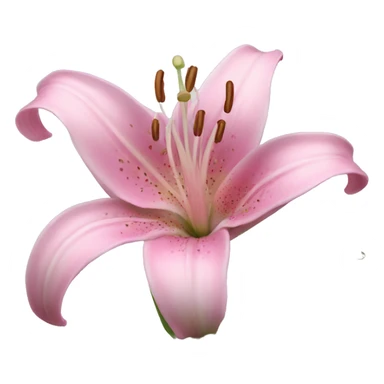 lily flower pink sticker