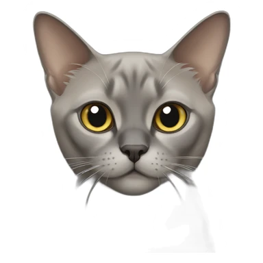 Grey burmese cat sticker