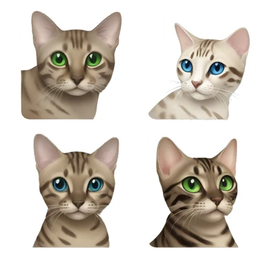 Seal Bengal cat with Blue eyes + charcoal Sepia bengal cat with Green eyes sitting  sticker