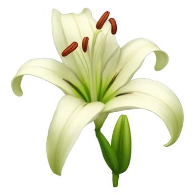 Lilium flower sticker