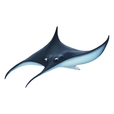 Manta Ray sticker
