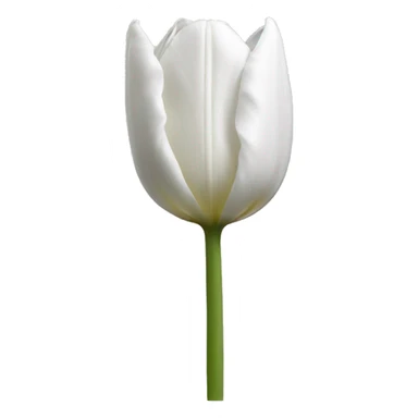 wite tulip sticker