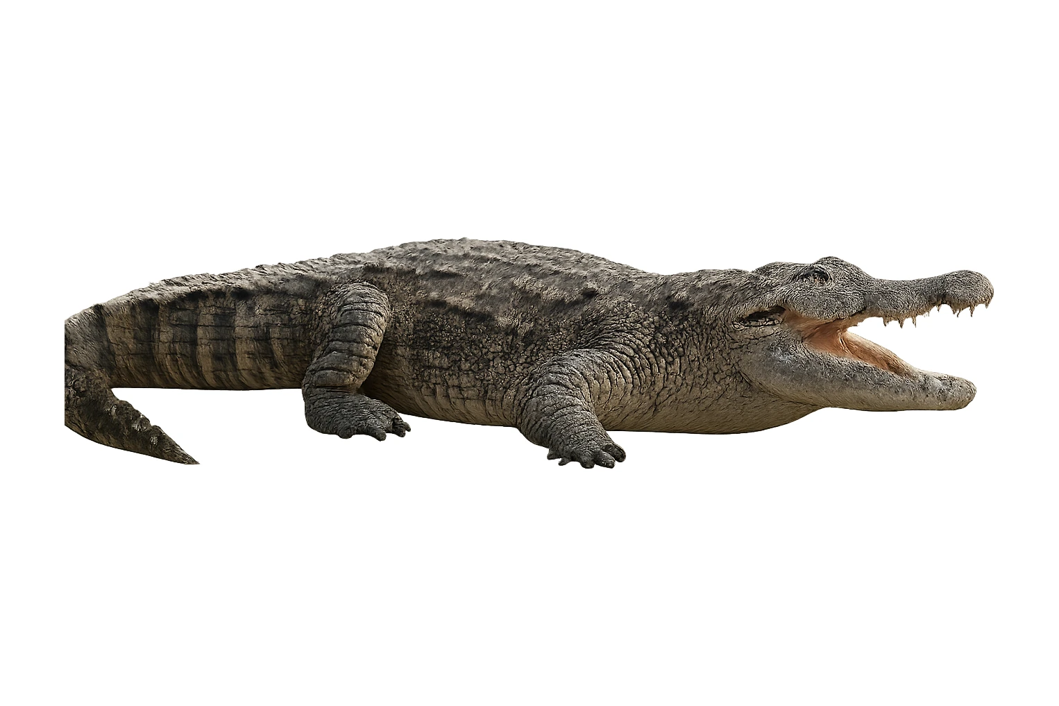 Crocodile sticker