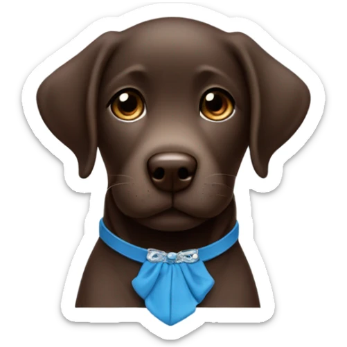 Rich Chocolate Labrador puppy with small white fur on chest and cute blue collar sticker