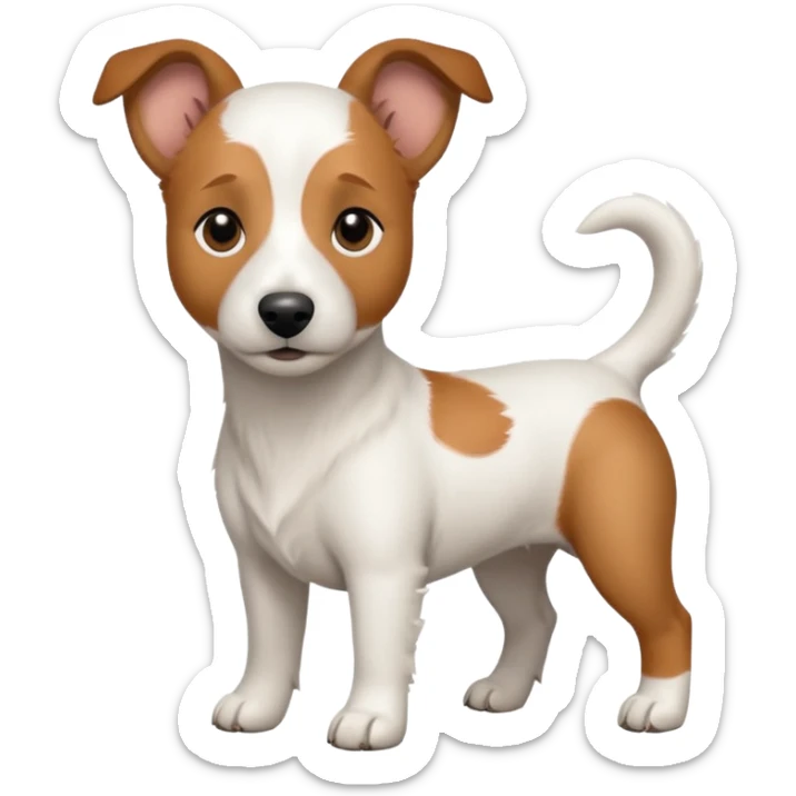 a full body white jack russel looking dog the size of a kelpie with light brown ears and a light brown patch on one eye, flopped down ears and a large snout sticker
