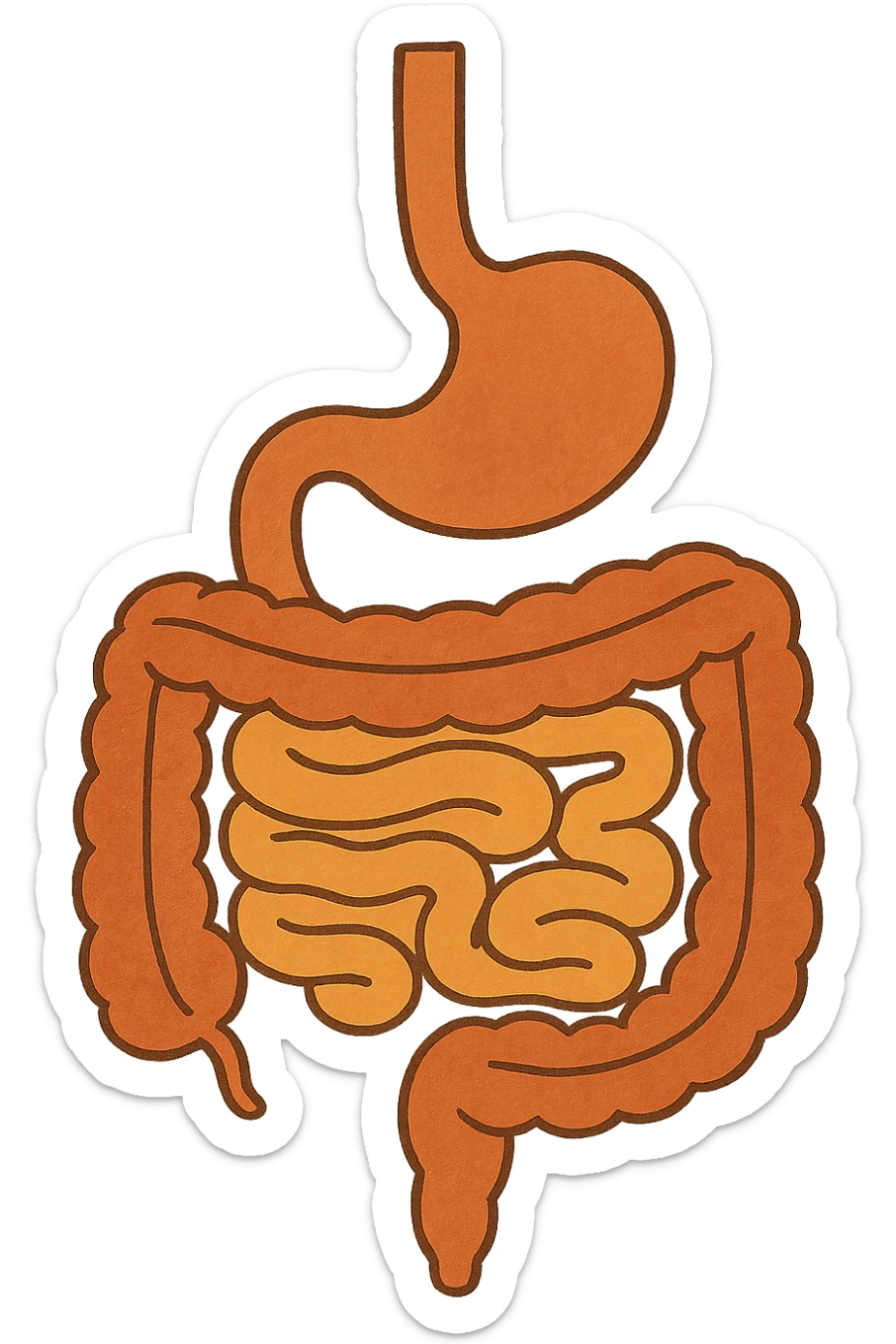 Anatomical illustration of the human digestive system, showing the stomach, small intestine, and large intestine. Smooth 3D style, soft shading, clean and simple design.
 sticker