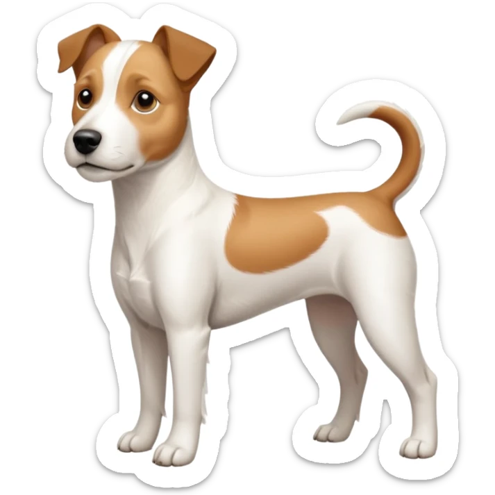 a full body large white parson russell terrier looking dog the size of a kelpie with light brown long ears and a light brown patch on one eye and a large snout sticker