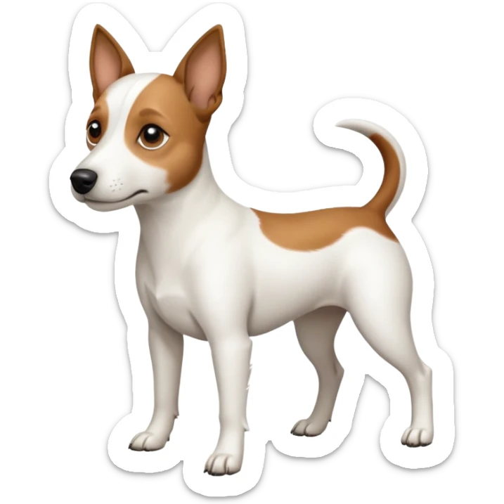 a full body white jack russel looking dog the size of a kelpie with light brown ears and a light brown patch on one eye, flopped down ears and a large snout sticker