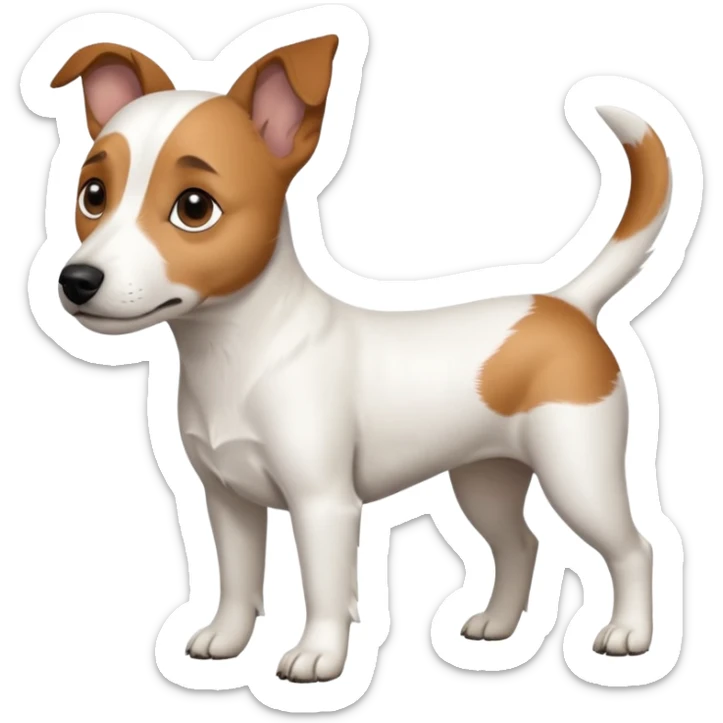 a full body white jack russel looking dog the size of a kelpie with light brown ears and a light brown patch on one eye, flopped down ears and a large snout sticker