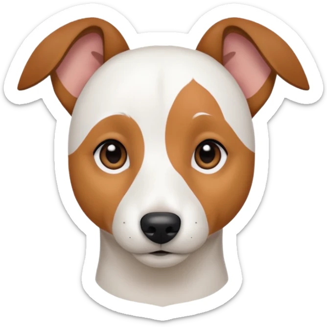 a fully white jack russell the size of a kelpie with floppy ears and a half white face sticker