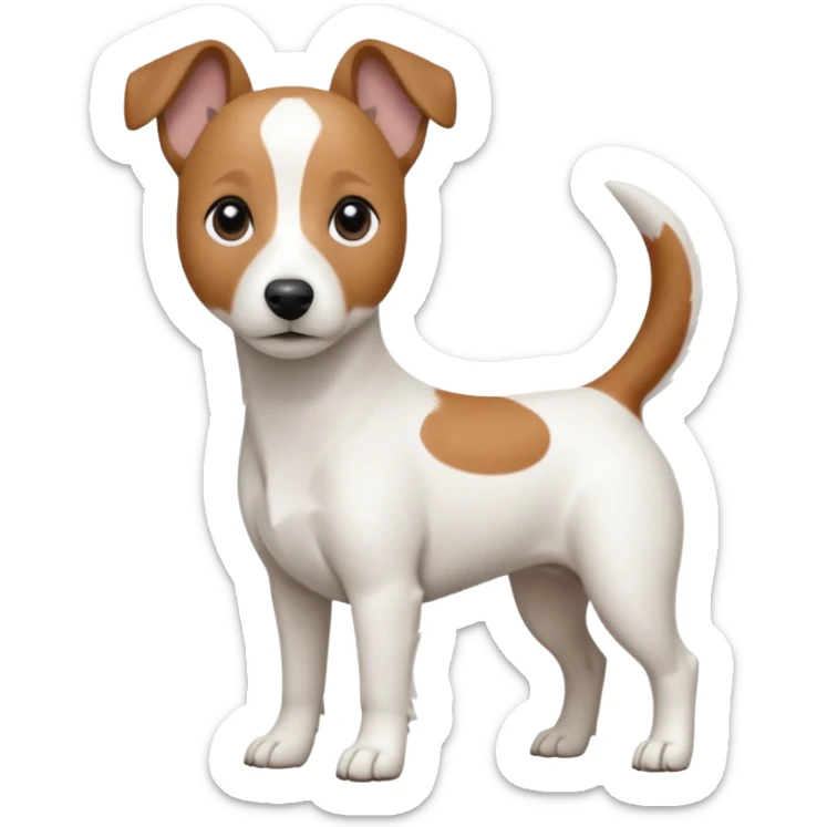 a fully white jack russell the size of a kelpie with floppy ears and a half white face sticker