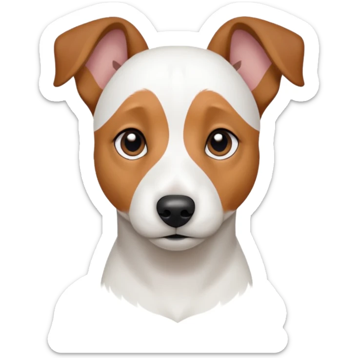 a fully white jack russell the size of a kelpie with floppy ears and a half white face sticker