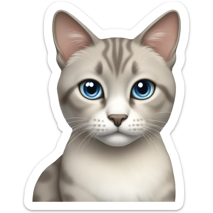 Thai breed cat with a light cream body, dark gray face, ears, and paws. Short fur, sharp ears, striking light blue eyes  sticker
