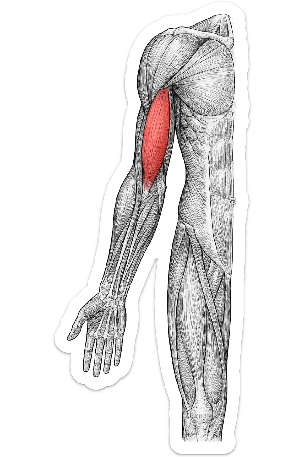 tricipite visto anatomicamente , illumina solo il tricipite, il resto fallo in bianco e nero sticker