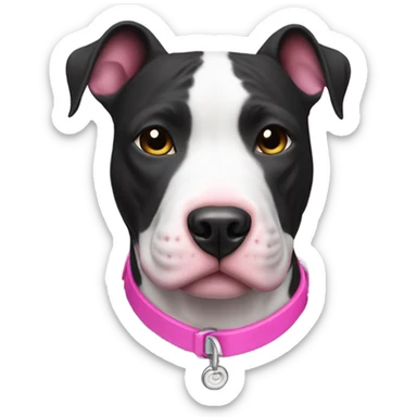 Black and white pitbull terrier with a pink collar sticker