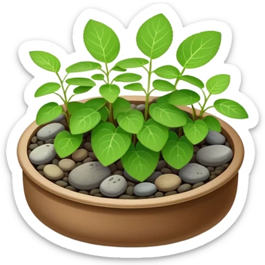 Small dish garden with Plectranthus Verticillatus sprouts having perfectly circular coin-shaped leaves arranged with small rocks sticker