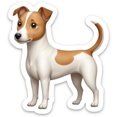 a full body white jack russel looking dog the size of a kelpie with light brown ears and a light brown patch on one eye and a large snout sticker
