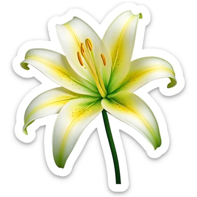 Cinematic Realistic Lily Emoji, Elegant and fragrant, with soft, white petals curling delicately around a golden-yellow stamen at its center. The long, slender green stem stands tall, supporting the vibrant bloom with its slightly curled tips. Soft glowing outline, capturing the essence of purity, elegance, and grace in a striking lily. sticker