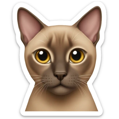 Brown tonkinese cat sticker