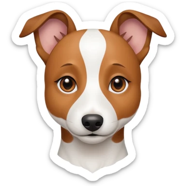 a fully white jack russell the size of a kelpie with a half white face sticker