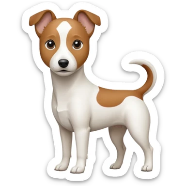 a fully white jack russell the size of a kelpie with a half white face sticker