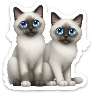Two Blue point ragdoll cats with short length hair, with blue eyes, dark face  sticker