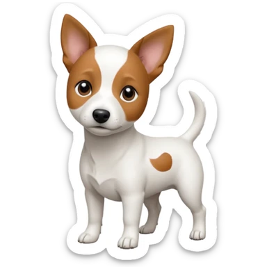 a fully white jack russell the size of a kelpie with a half white face sticker