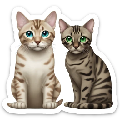Seal Bengal cat with Blue eyes + charcoal Sepia bengal cat with Green eyes sitting  sticker