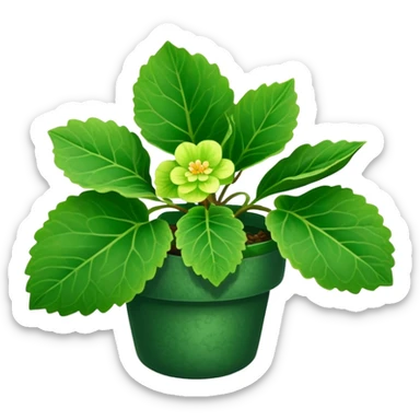 Begonia bowerae without flowers sticker