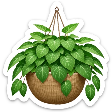 Plectranthus Verticillatus plant with very round circular green leaves in a coconut fiber hanging basket sticker