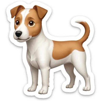 a full body large white parson russell terrier looking dog the size of a kelpie with light brown ears and a light brown patch on one eye and a large snout sticker
