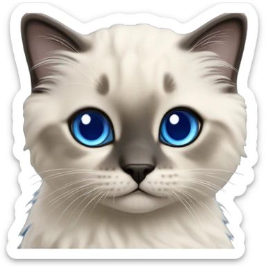 Seal colorpoint ragdoll kitten with royal blue eyes sticker