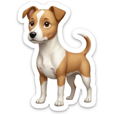 a full body facing front on of a buff white beagle cross jack russell terrier looking dog the size of a kelpie with light brown long ears resting on its face and a light brown patch above one eye and a large snout. the rest of the dog is completely white.  sticker