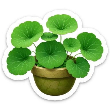 centella asiatica sticker