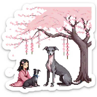 A young Chinese girl with long black hair and a pure dark grey Italian Greyhound with absolutely NO white markings anywhere on its body sitting under a cherry blossom tree. The dog must be completely solid dark grey with no white on muzzle, paws, or chest. sticker