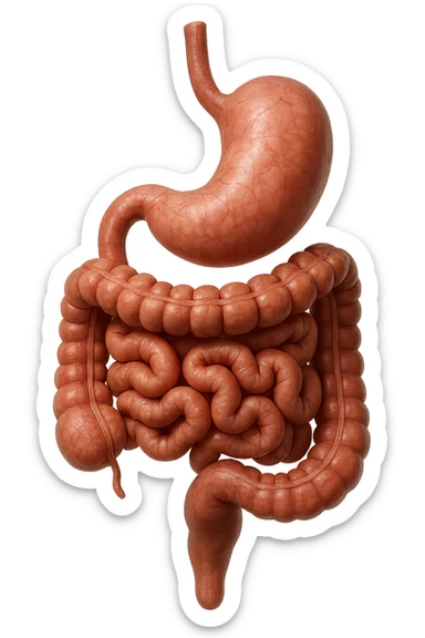 stomaco e intestino sono collegati, colore naturali, iperrealistico 4k sticker