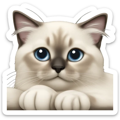 an entire birman kitten, laying down relaxed on a shoulder.  thin face, spots of dark on the ears and middle of the face. sticker