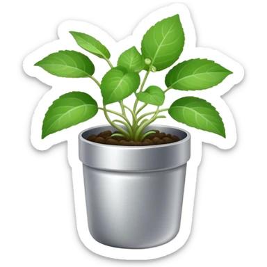 Young sprouts of Plectranthus Verticillatus with round circular leaves in a silver metallic pot sticker