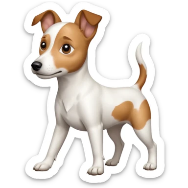 a full body white jack russel looking dog the size of a kelpie with light brown ears and a light brown patch on one eye, flopped down ears and a large snout sticker