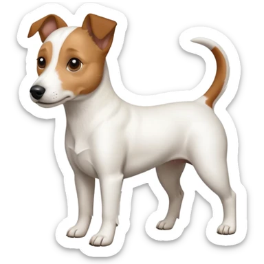 a full body white jack russel looking dog the size of a kelpie with light brown ears and a light brown patch on one eye, flopped down ears and a large snout sticker
