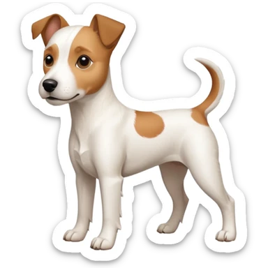a full body large white parson russell terrier looking dog the size of a kelpie with light brown big ears and a light brown patch on one eye and a large snout sticker