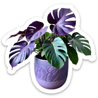 A stunning purple monstera plant with deep violet-green leaves, each leaf elegantly veined with subtle shades of purple, creating an ethereal glow. The plant is flourishing in a beautifully crafted lavender ceramic pot with intricate embossed floral patterns. The background features a softly blurred, moody violet gradient, enhancing the plant’s lush aesthetic. Delicate strands of ivy and tiny lavender blossoms cascade around the pot, adding depth and harmony. Soft, diffused lighting casts a gentle glow, emphasizing the plant’s unique coloration and creating a dreamy, artistic composition. sticker