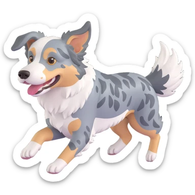 berger américain merle bleu (poil noir plutot que gris/bleu, blanc et marron)  en train de courir sur plage  sticker