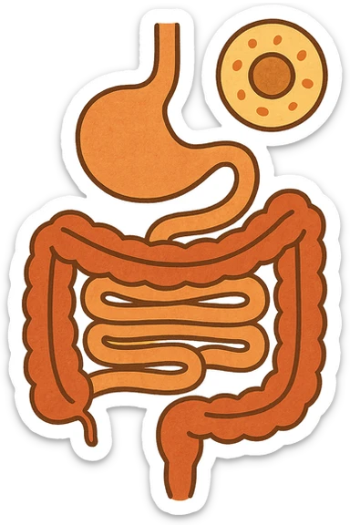 Anatomical illustration of the human digestive system, showing a cell, small intestine, and large intestine. Smooth 3D style, soft shading, clean and simple design.
 sticker
