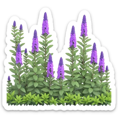 3D iOS style illustration of Salvia nemorosa (woodland sage), dense bush with upright purple flower spikes and green leaves, realistic and vibrant sticker