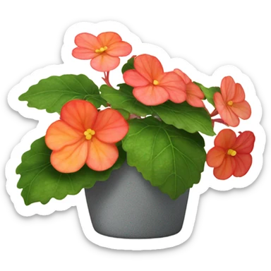 Begonia flower plant  sticker